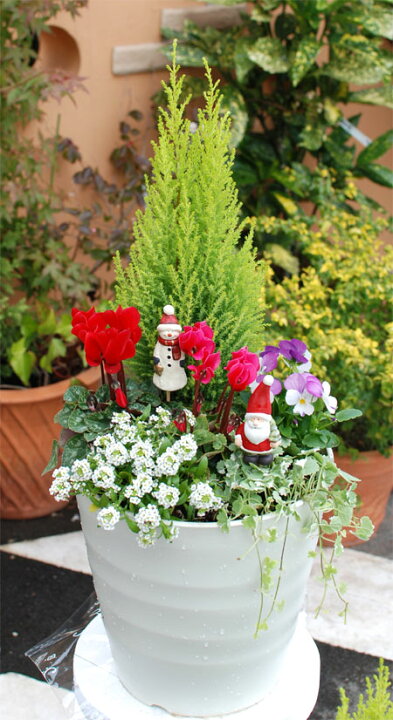 楽天市場 寄せ植え セット クリスマスの通販