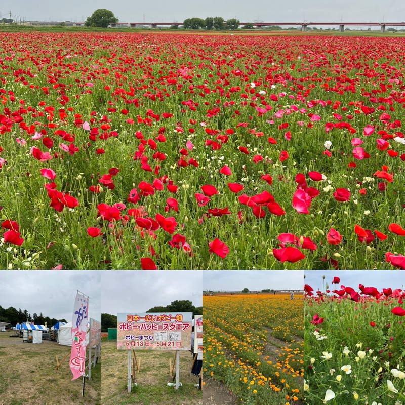夕陽に染まるポピー‪が素敵だった𓂃 ◌‬𓈒𓋪‪ 2025.05.10吹上ポピー畑 @konosu_city_tourism_official埼玉saitamagram鴻巣市鴻巣ポピーポピー畑こうのす花まつりポピーまつり夕陽が好きはなまっぷはなまっぷ2025カメラ好きな人と繋がりたい‬