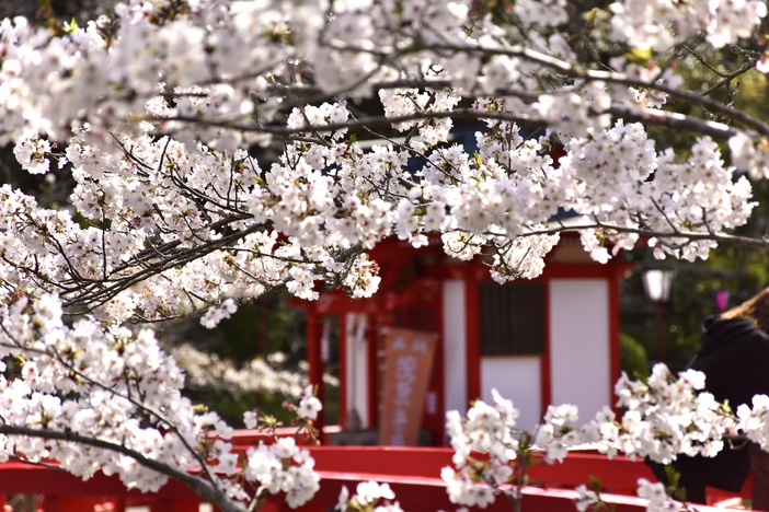 茂原桜まつり 2025年茂原公園を埋め尽くす満開の桜！ 見どころ満載の桜まつり開催千葉県茂原市いこーよとりっぷ