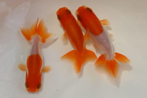 金魚の寿命は何年くらい？金魚すくいの金魚などの平均寿命は？金魚All About