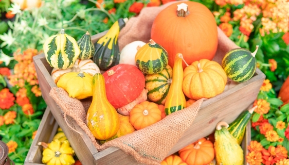 種類いろいろ！かぼちゃの品種とレシピをご紹介デリッシュキッチン