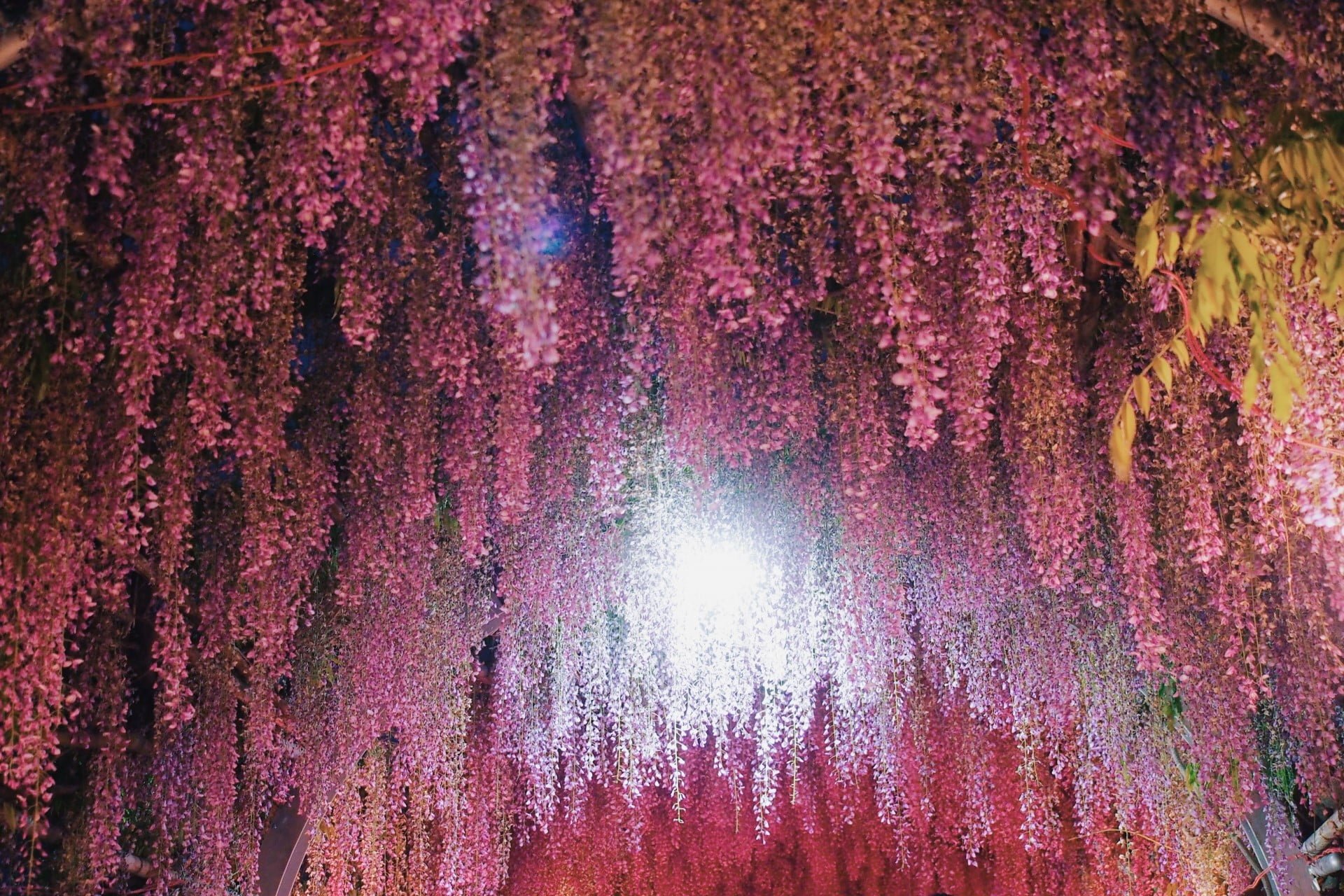 第15回中山大藤まつりFukuoka Now