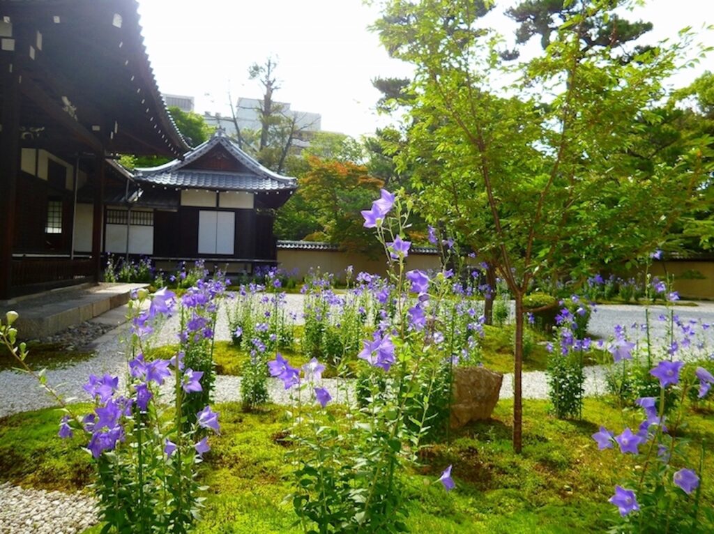 京都市上京区 源氏物語ゆかりの地 晴明神社の桔梗が開花 ケッケ- エキスパート - Yahoo!ニュース