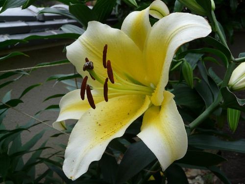 サフランの花言葉とは？花言葉の由来から贈られるシーンまで紹介！ – 東京寿園