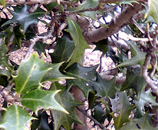 節分用のヒイラギあります。フラワーショップ花一