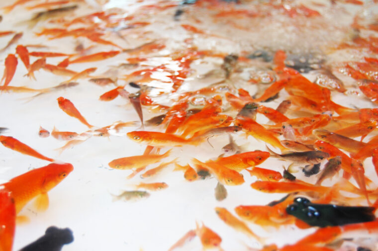 金魚すくい 屋台の写真素材写真素材なら「写真AC」無料 フリー ダウンロードOK