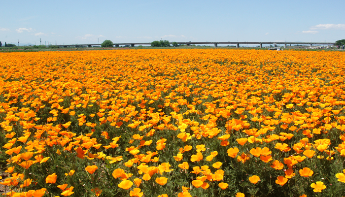 鴻巣ポピーまつりの新着記事アメーバブログ アメブロ