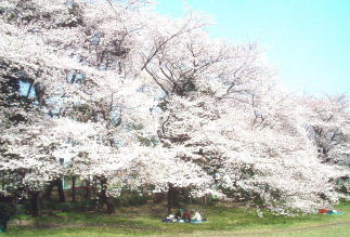 砧公園花見客で賑わうGo!Go!砧公園