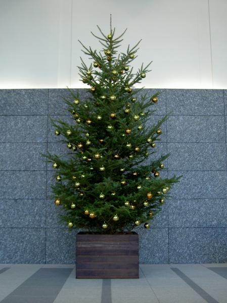 本物のクリスマスツリーは何の木？ 定番の木の種類と選び方ラクして楽しむガーデニング