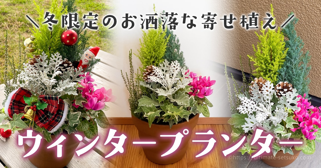 冬の玄関を飾るシリーズ クリスマスローズを使った寄せ植え - つくろうでつくろう。グリーンのある毎日