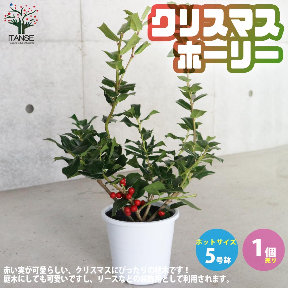 クリスマスホーリーを切る南阿蘇の小さなコテージ