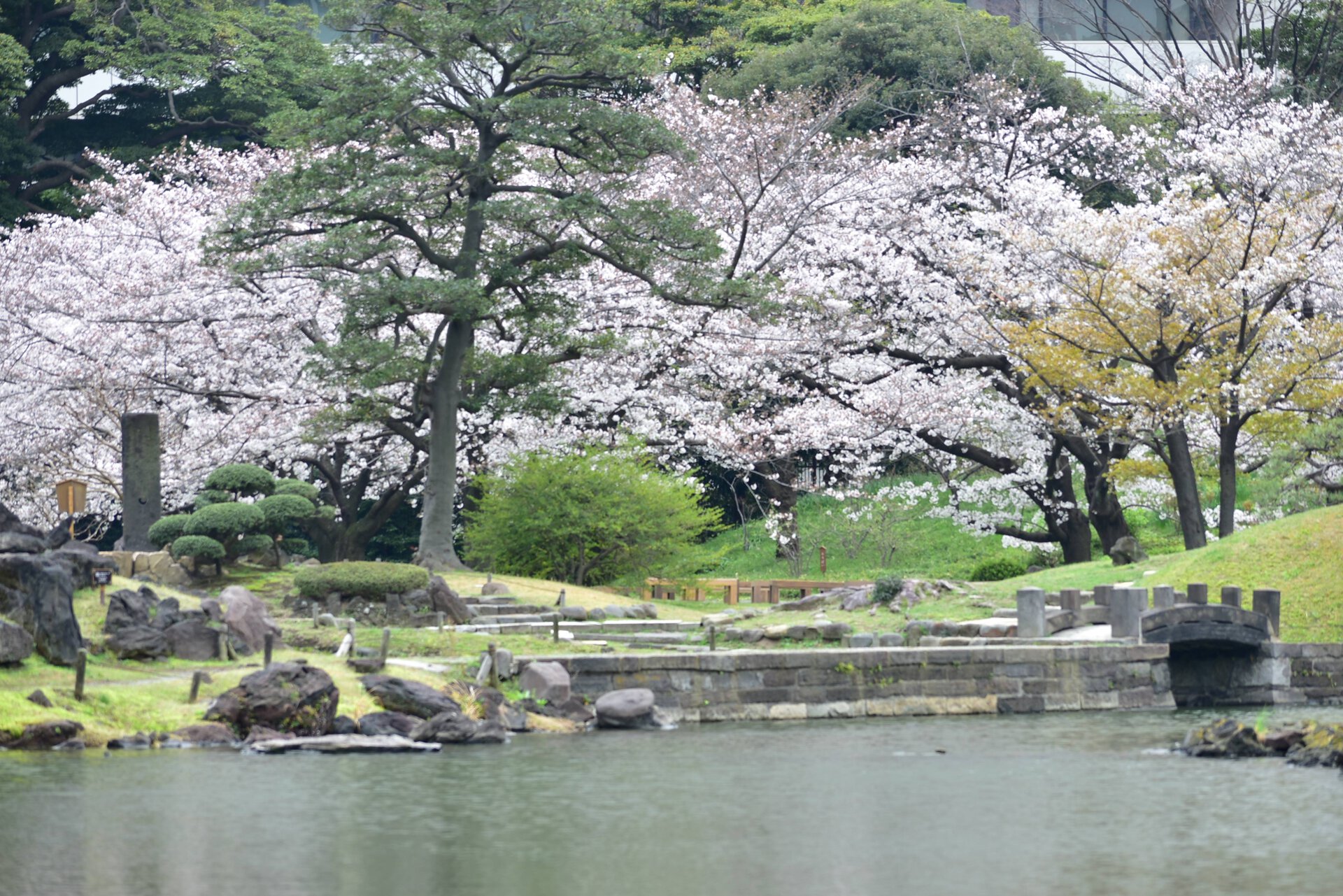 🌸弊社のみんなで春を満喫！芝公園でお花見しました🌸 – テクノワールド株式会社