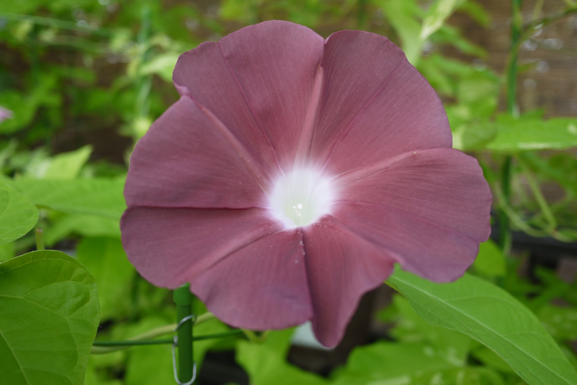 入谷朝顔まつり 朝顔市– 日本の美しい色風景