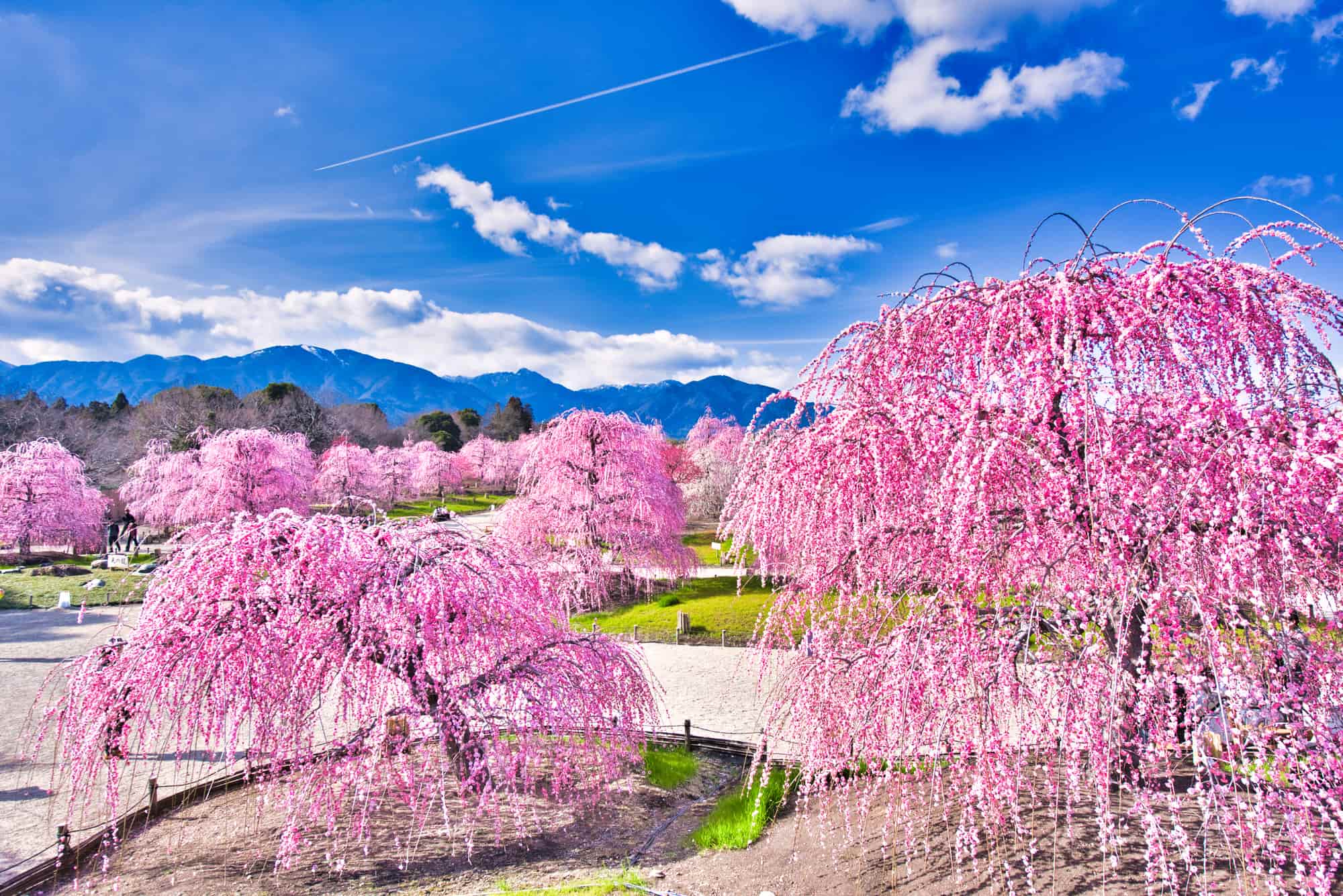 🌸 鈴鹿の森しだれ梅まつり 🌸感動を呼ぶ世界に誇る美しさ春の訪れを感じる美しい瞬間がやってきました！ 鈴鹿の森庭園では、しだれ梅のライトアップもあり全国から多くの方がお越しいただきます。 キッチンカーは入り口前に販売をさせていただきます。 2024年2月