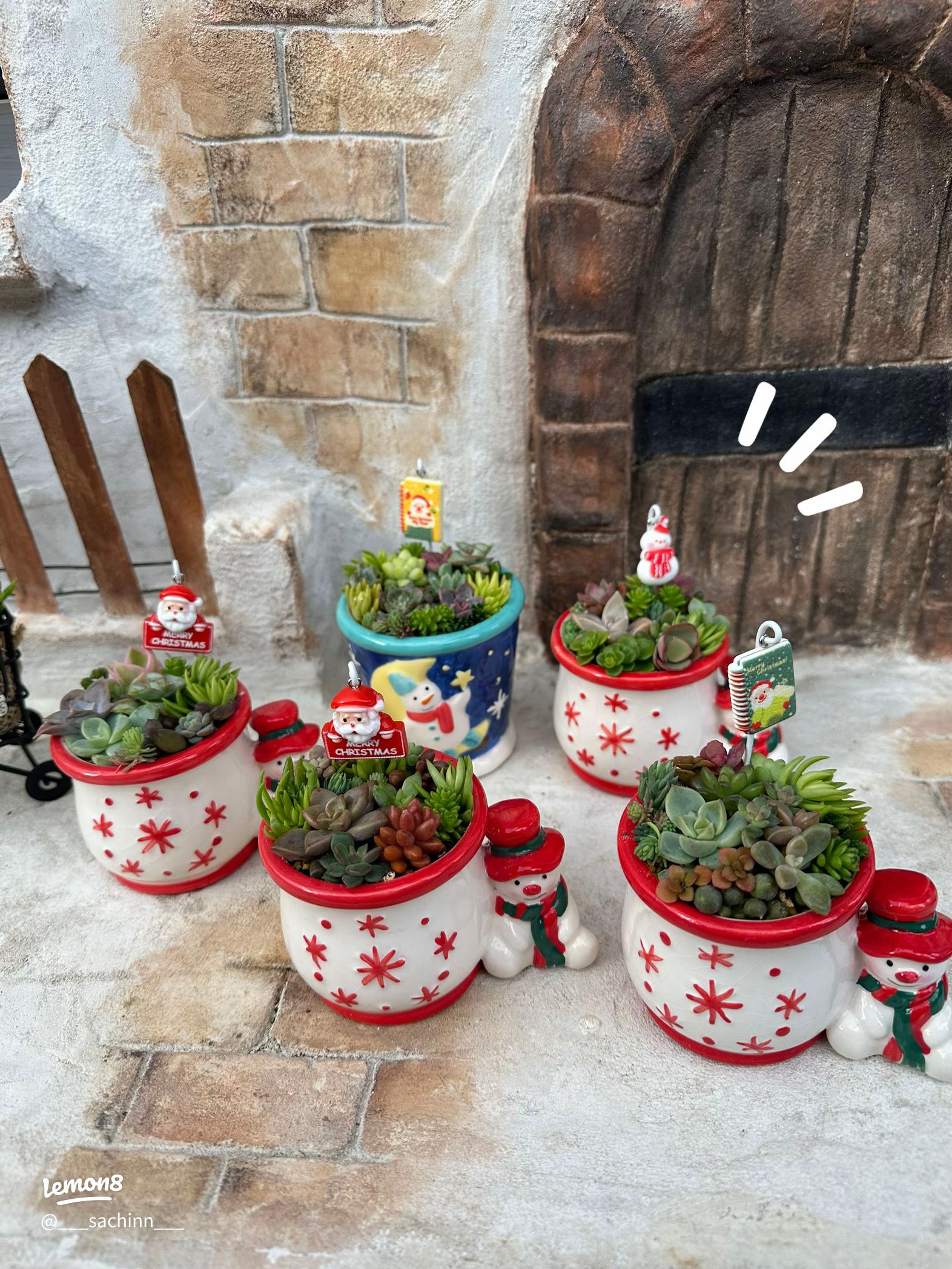 クリスマスの寄せ植え集冬らしいおしゃれな組み合わせを画像で紹介🍀GreenSnap グリーンスナップ