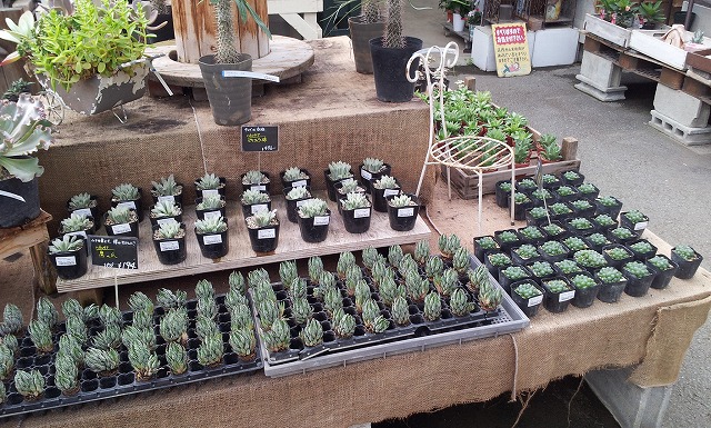 🌼イベント＆ワークショップのご案内🌼ハンギングプランターで作る多肉植物の寄せ植え2月17日 土10:30〜 ご予約受付中！バスケットで多肉植物の寄せ植えを作ろう！2月23日 金 、24日 土各10:30〜、13:30〜 ご予約受付中！バラの植え替えお手伝いします