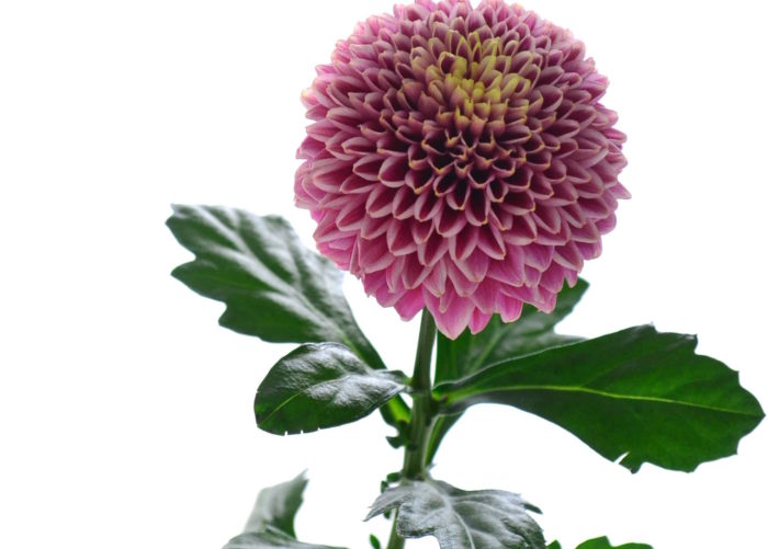 お家でのオシャレな菊の飾り方岩田紫苑 ライター&広報