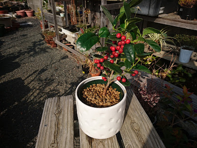 クリスマスホーリー 西洋ヒイラギ の育て方・栽培方法LOVEGREEN ラブグリーン