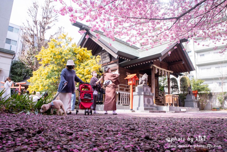 弘前さくらまつり、今だけの景色まるっとあおもり検索サイト「ポみっと！」