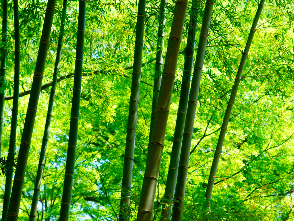 なぜなに特集-七夕 たなばた -歳時記-さいじき-こんごういんキッズ