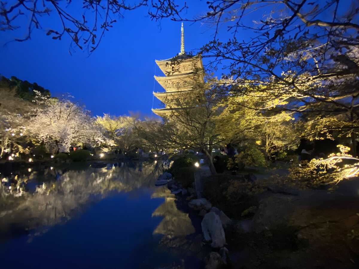 京都の絶景夜桜 2025年ライトアップ情報 東寺・清水寺など必見の桜名所9選THE GATE日本の旅行観光マガジン・観光旅行情報掲載