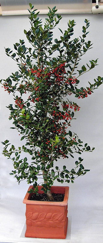 クリスマスホーリー 西洋ヒイラギ の育て方剪定はいつ行う？花言葉や風水の意味は？🍀GreenSnap グリーンスナップ