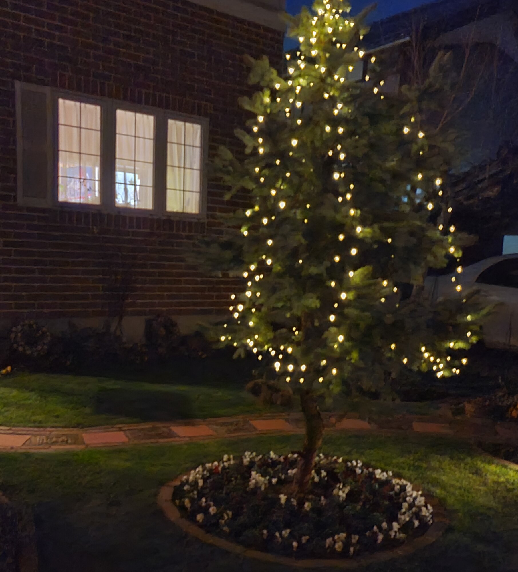 生もみの木本物のクリスマスツリー！生木モミのおすすめランキング野に行く