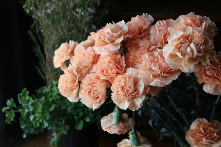 生花 カーネーション マスター 赤 60cm 中国 Flower Smith Market フラワースミスマーケット