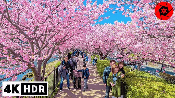 砧公園でお花見～♪ 砧公園＠世田谷区ろっきぃのお酒ブログ