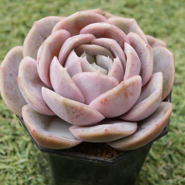 トランクサプライズとは？魅力や1人でのプロポーズが不安な方に向けてトピックス一生の想い出に残るプロポーズを - プロポーズ神戸