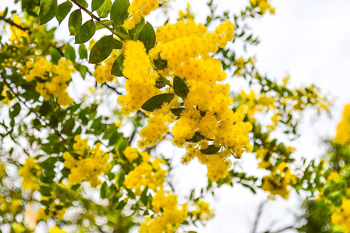 花・見ごろ 山田池公園 ミモザ 大阪府 の情報ウォーカープラス