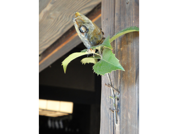 節分」の玄関には焼いたイワシの頭を掲げる l 自然と歴史の中を歩く