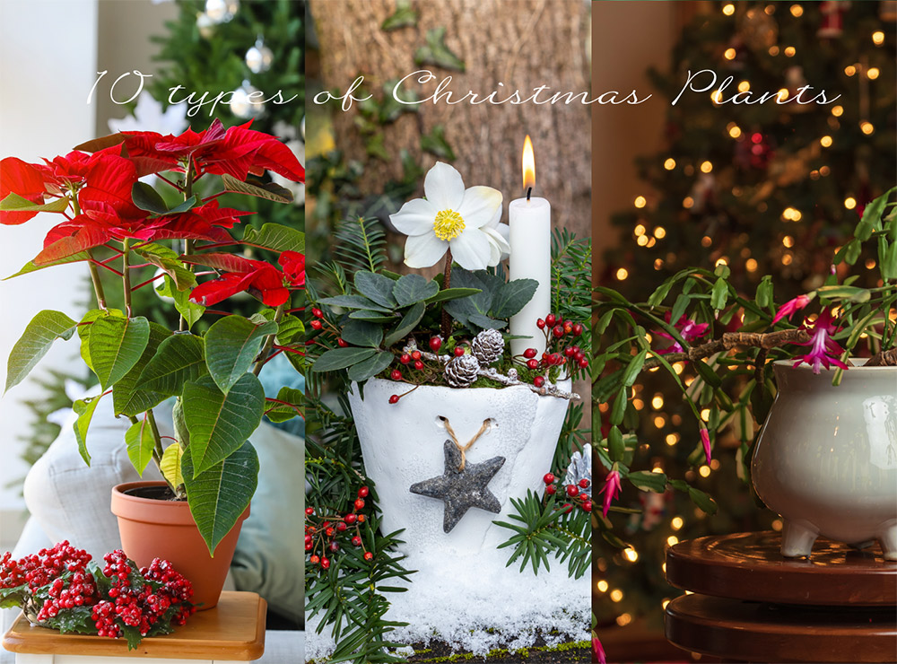 クリスマスシーズンにおすすめの観葉植物🍀GreenSnap グリーンスナップ