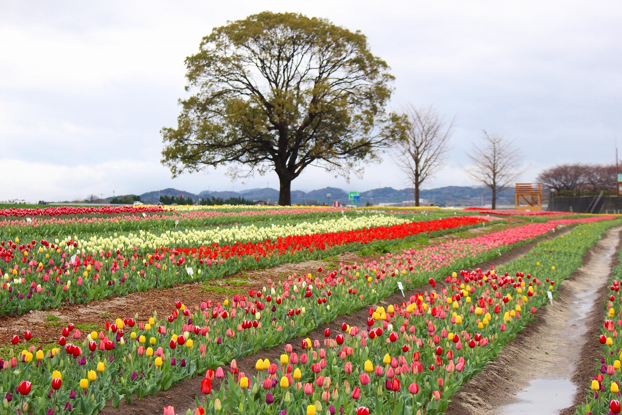 のおがたチューリップフェア2025 福岡県 の情報ウォーカープラス
