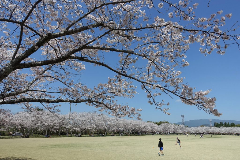 忠元公園の桜 2025 ー 今シーズン終了 ー伊佐市鹿児島県伊佐市