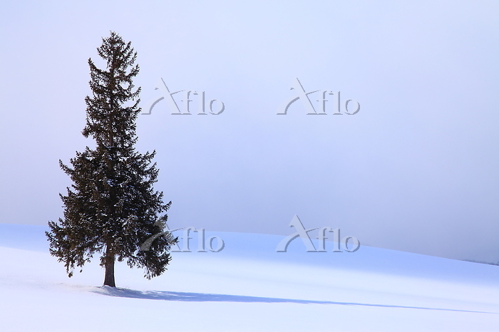 雪降る美瑛の冬景色 クリスマスツリーの木北海道 の写真素材105985147- PIXTA