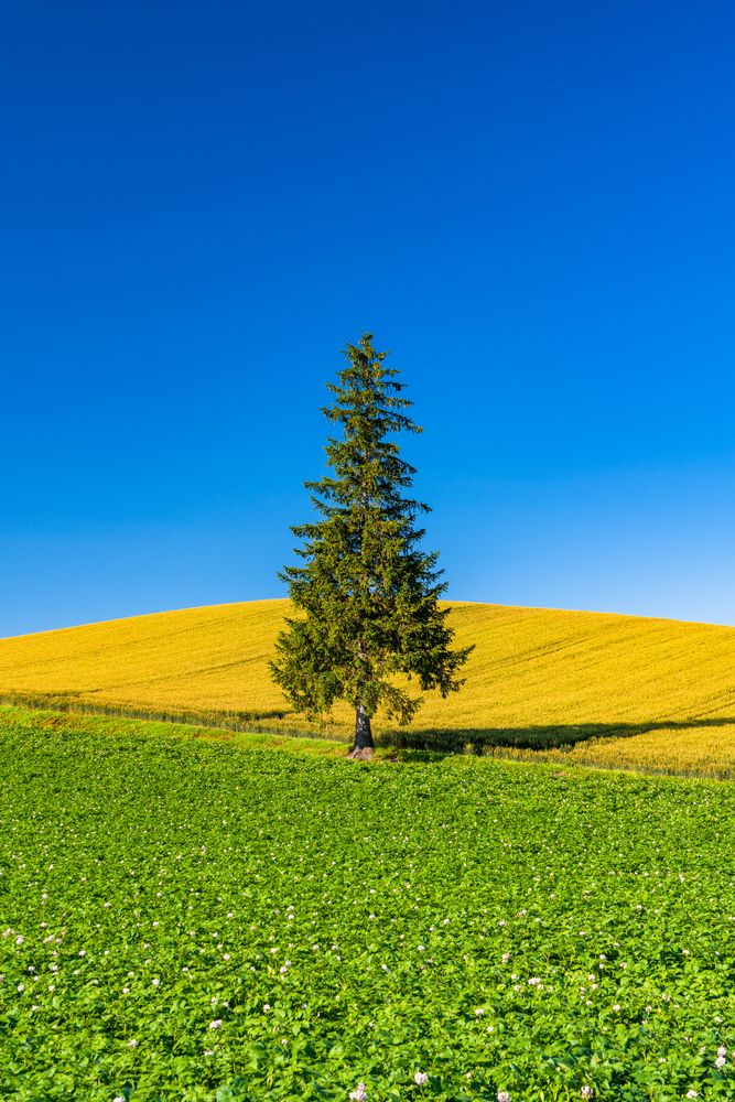 北海道の雪景色にポツンと立つ「クリスマスツリーの木」が幻想的って話題なの。冬旅の行き先としていかが？ - isuta イスタ-私の“好き”にウソをつかない
