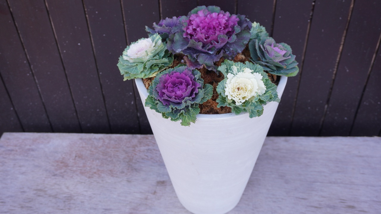 大人オシャレな「お正月風寄せ植え」熊本の大型総合園芸店 ナーセリーズ