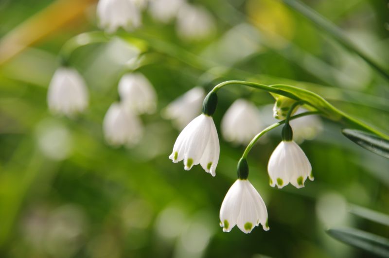 1月22日の誕生花・花言葉 - 誕生花・花言葉辞典