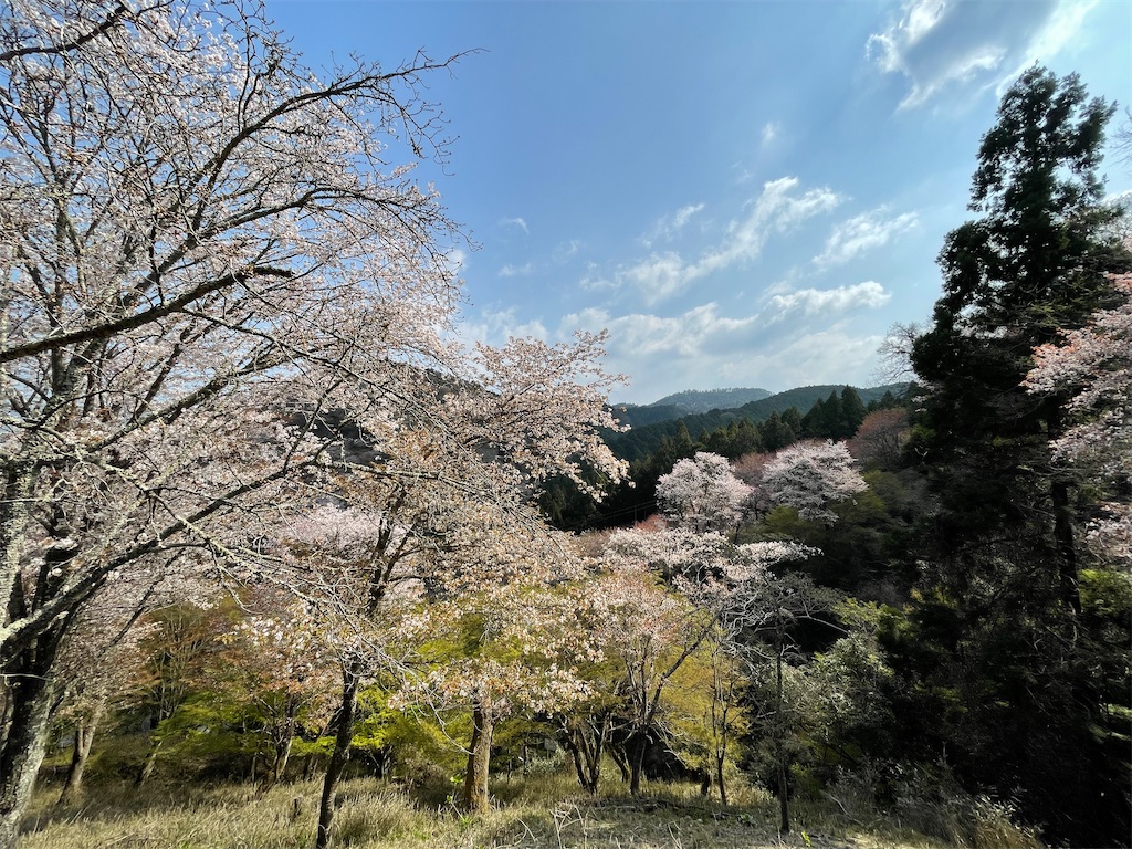 天下人・秀吉「吉野の花見」が雨に祟られブチギレ！全山焼き討ち寸前に - BUSHOO!JAPAN 武将ジャパン