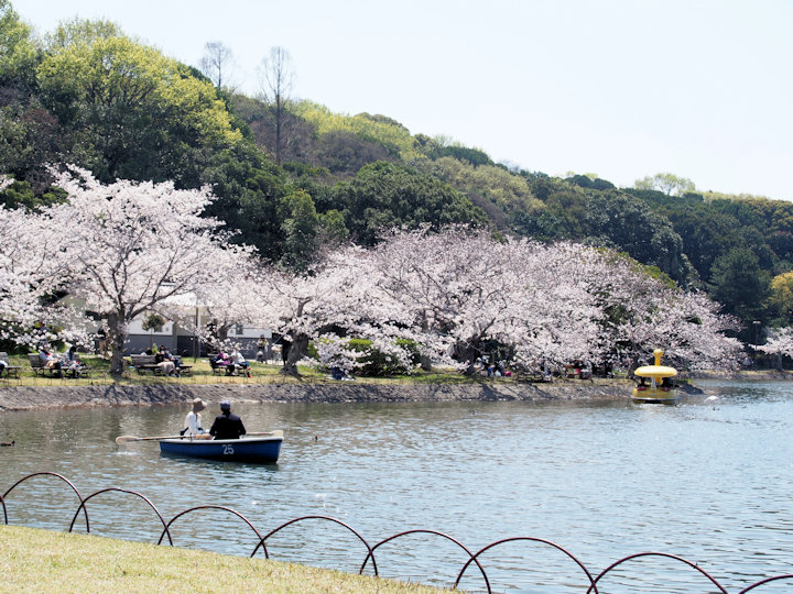 明石公園桜まつり公式 愛知県の観光サイトAichi Now