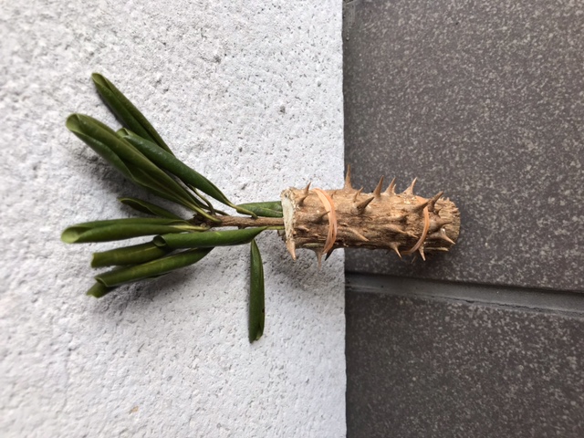 楽天市場 人形 節分 飾り 置物 恵方巻 玄関しだれ飾り 鬼はそと2月 受付 インテリア 人気 可愛い コンパクト ミニ おふくさんちりめん : 和雑貨 京ぜんび