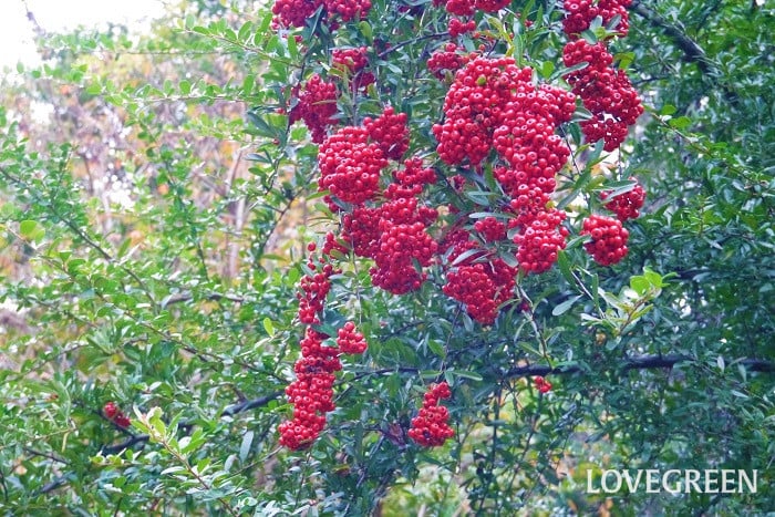 千両と万両の違い・見分け方正月の赤い実「南天・ヤブコウジ」も掲載 - 花だより