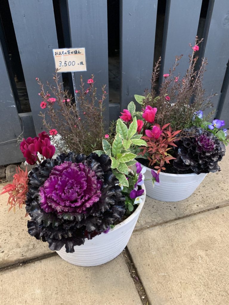 期間限定：12 24まで 正月用寄せ植え 苔玉 松竹 葉牡丹 ハボタン かざりの通販GreenSnap STORE グリーンスナップ ストア観葉植物や多肉植物、花苗の通販