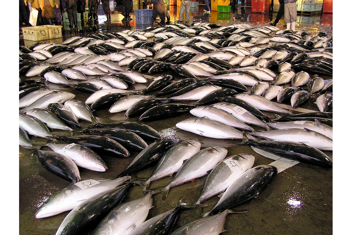伊勢海老、ブリ、真鯛はお正月に使われる縁起魚。これはいつから始まった
