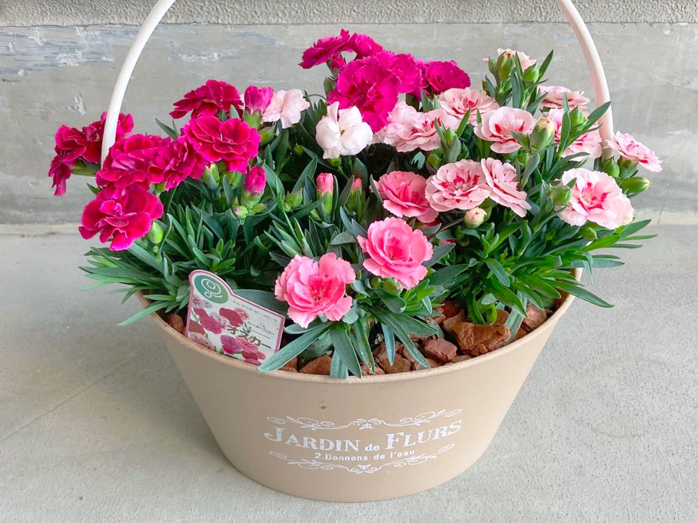 カーネーションのおはなしFlowerKitchenの花コラム