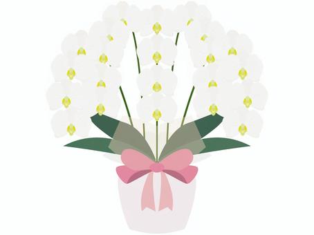 2025 年の到来をお祝いの装飾や飾りで祝います ベクターイラスト画像とPNGフリー素材透過の無料ダウンロード - Pngtree