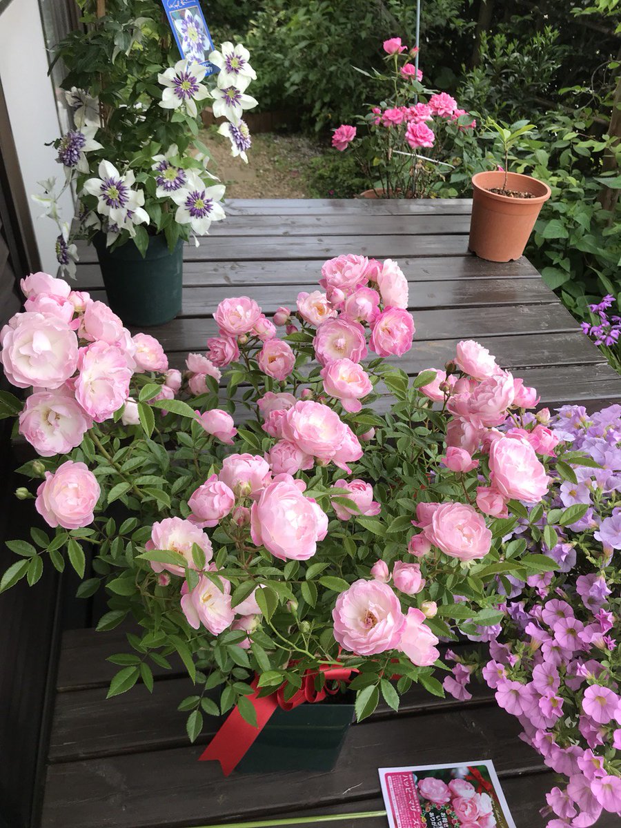 ハッピーマザーズデイ 🌹園芸日記by花笑みみんなの趣味の園芸979476