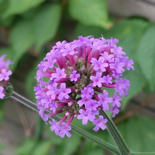 鯖らっだぁ運営」の小説・夢小説無料スマホ夢小説ならプリ小説 byGMO