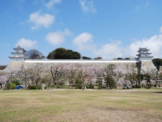淡路市・早咲き 桜まつり 淡路島 国営明石海峡公園 クルールはりま